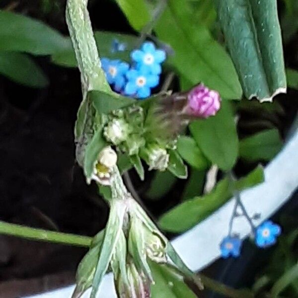 Silene flos-cuculi Blomst