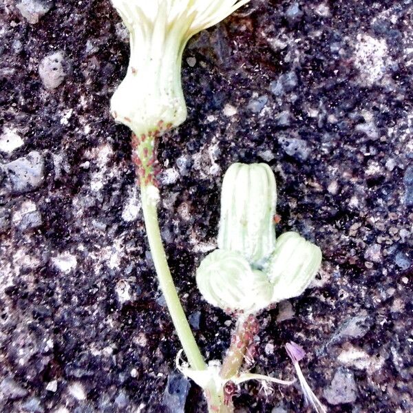 Sonchus asper Blüte