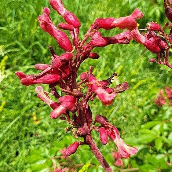 Aesculus pavia Çiçek