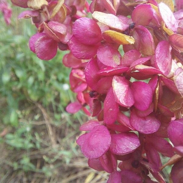 Atriplex hortensis Flower