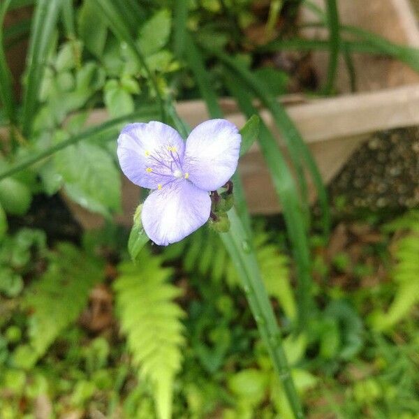 Tradescantia ohiensis Flor