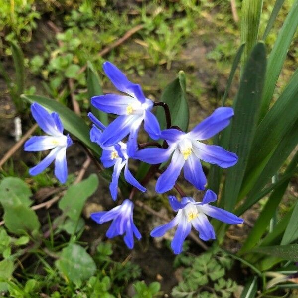 Scilla luciliae പുഷ്പം