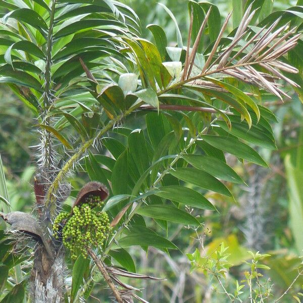 Bactris campestris Φρούτο