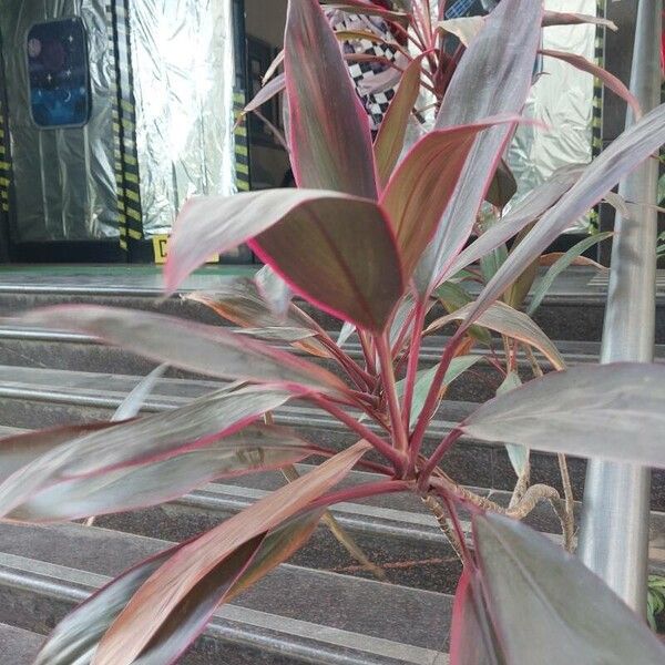 Cordyline fruticosa Leaf