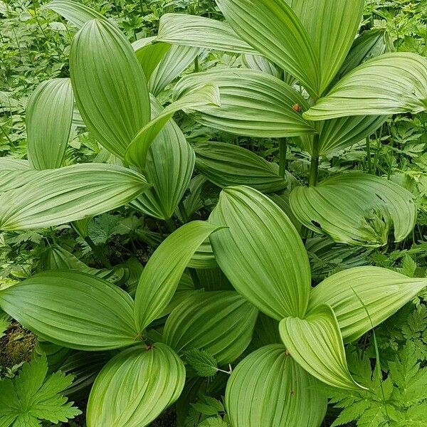 Veratrum album Leaf