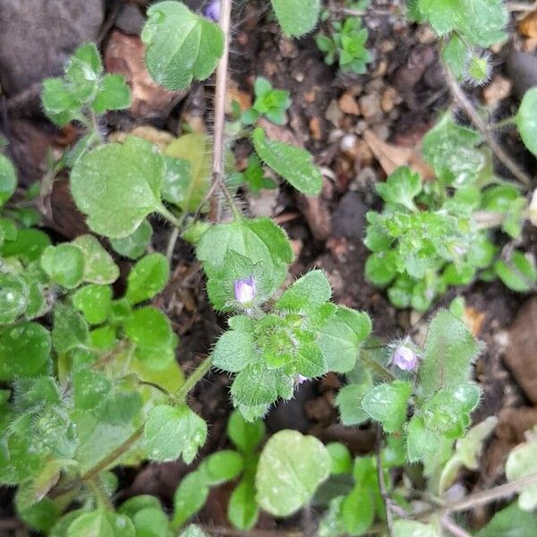 Veronica hederifolia موطن