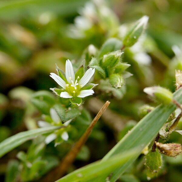 Cerastium semidecandrum Kvet