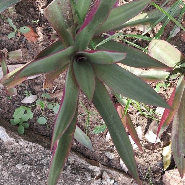 Tradescantia spathacea Blatt