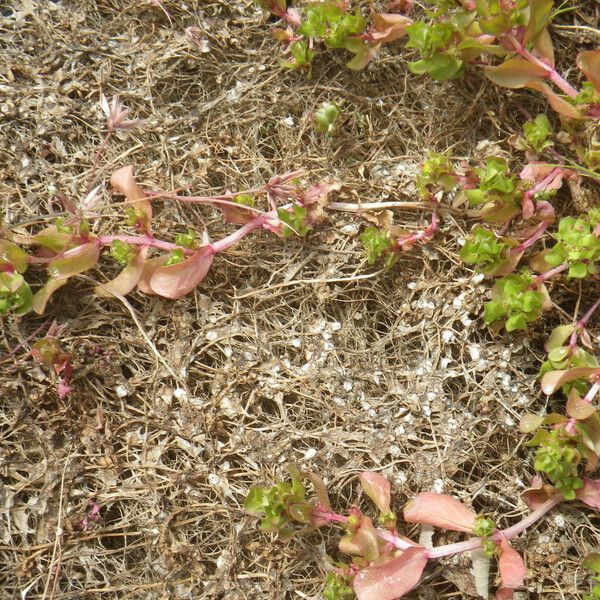 Lythrum borysthenicum Habitus