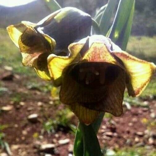 Fritillaria pyrenaica Kvet