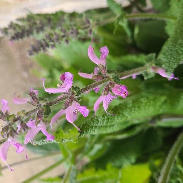 Salvia × sylvestris Çiçek