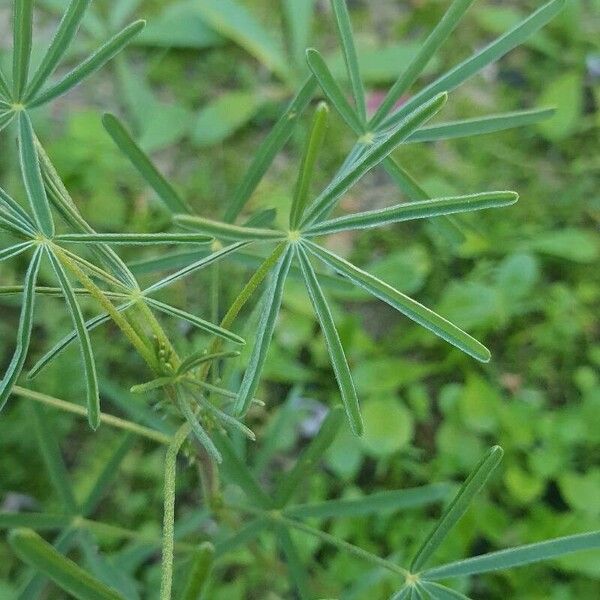 Lupinus angustifolius Blad