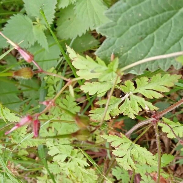 Geranium purpureum 果實