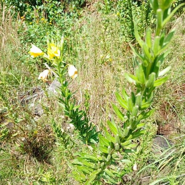 Oenothera parviflora Habitus