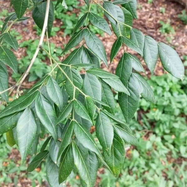 Albizia adinocephala Frunză