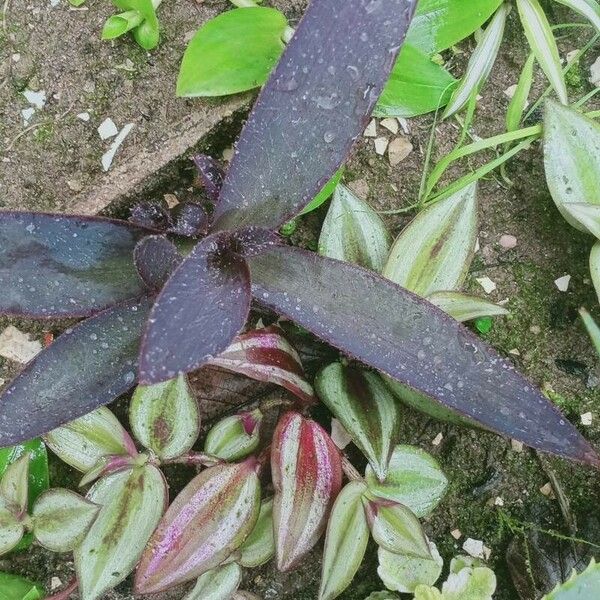 Tradescantia zebrina Leaf