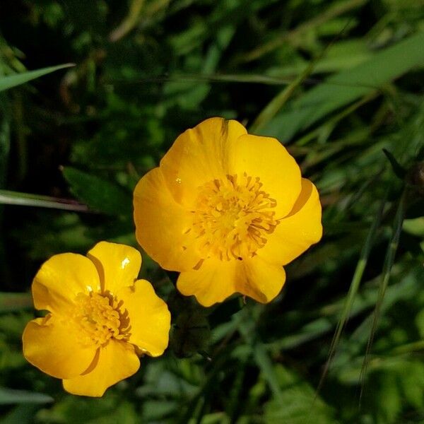 Ranunculus repens Flors