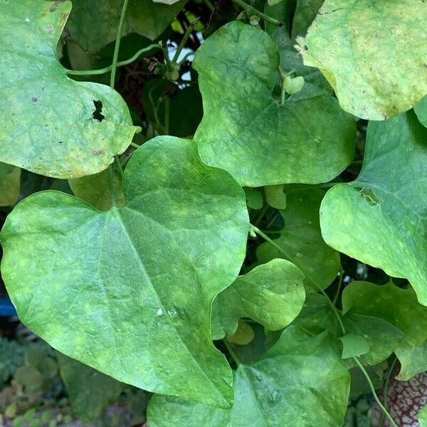 Aristolochia grandiflora Fuelha