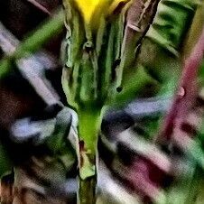 Hypochaeris glabra Flower