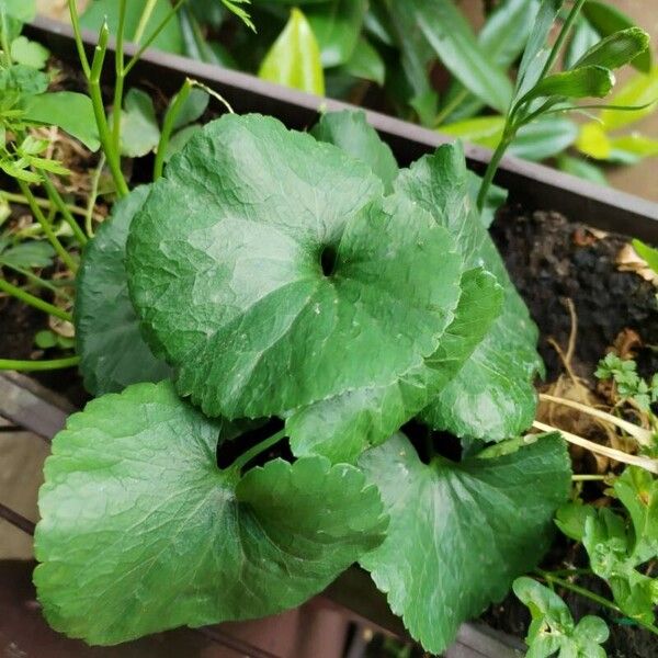 Centella asiatica Foglia