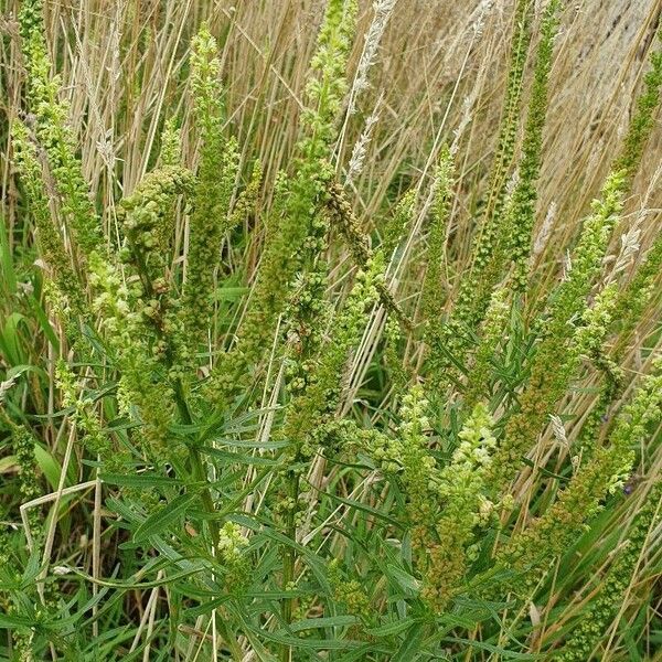 Reseda luteola Floare