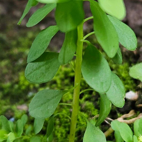 Euphorbia peplus Rhisgl