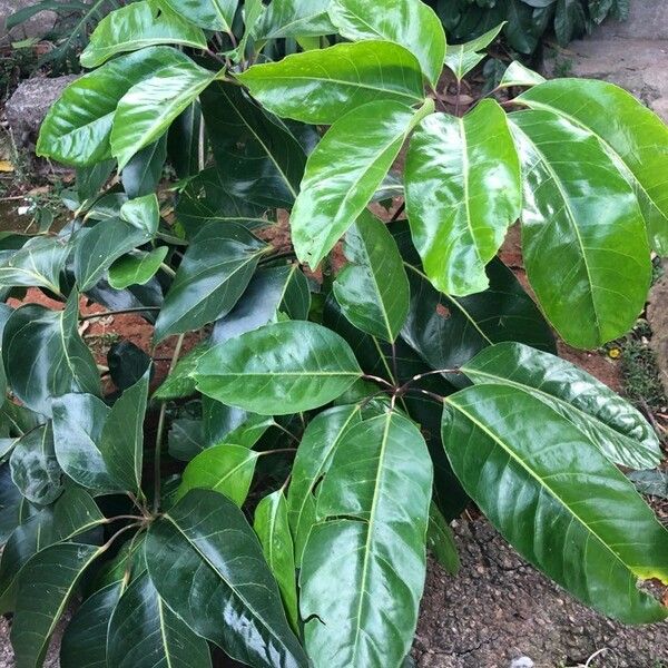 Ficus lutea Leaf