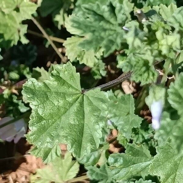 Malva neglecta Lehti