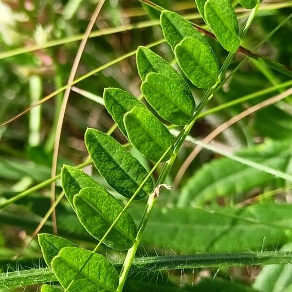 Astragalus cicer Leht