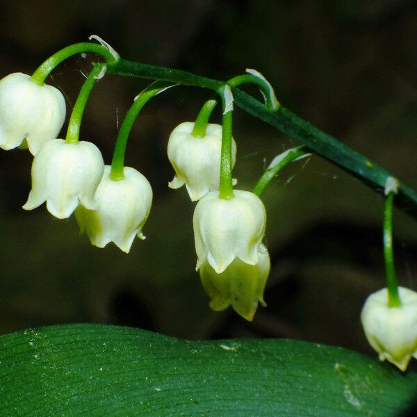 Convallaria majalis Õis