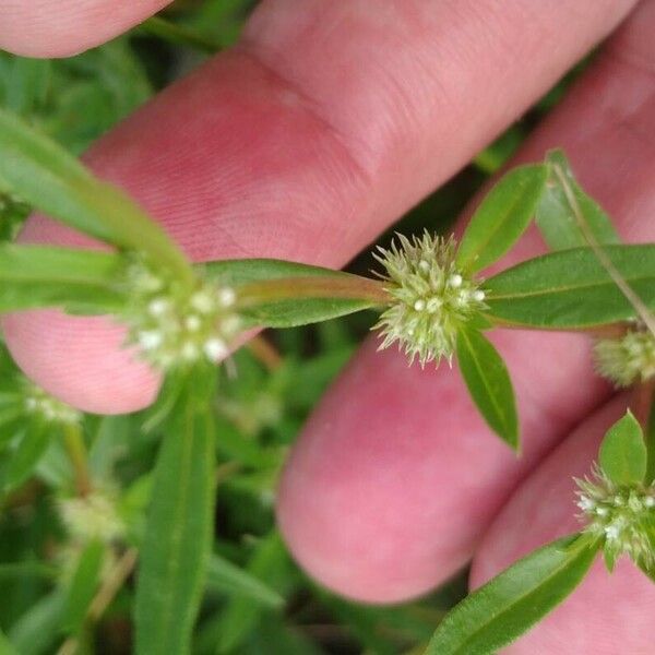 Spermacoce prostrata Flower