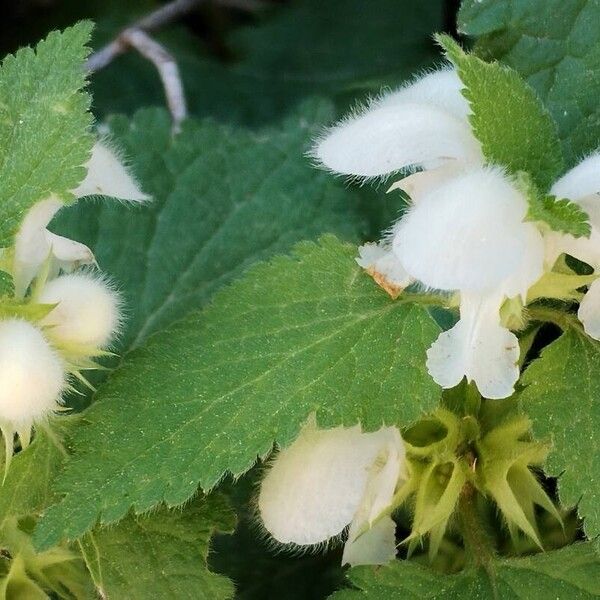 Lamium flexuosum Floro