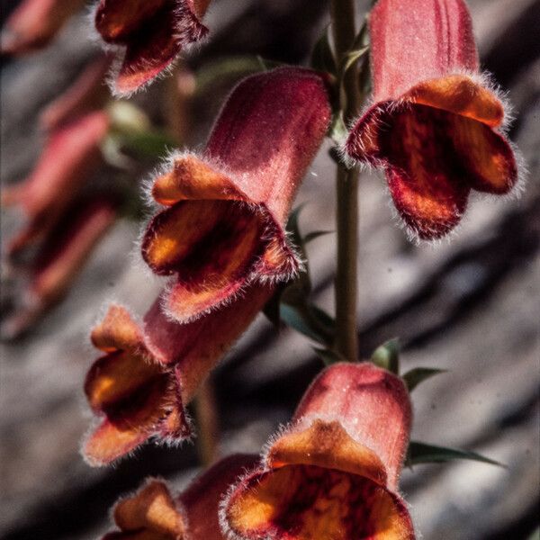 Digitalis obscura Flower