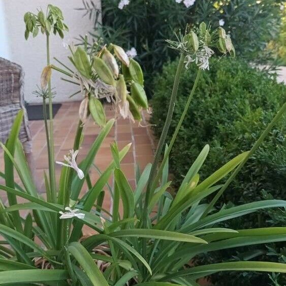 Agapanthus africanus Flower