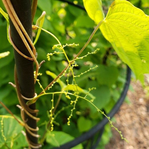 Dioscorea villosa Fleur