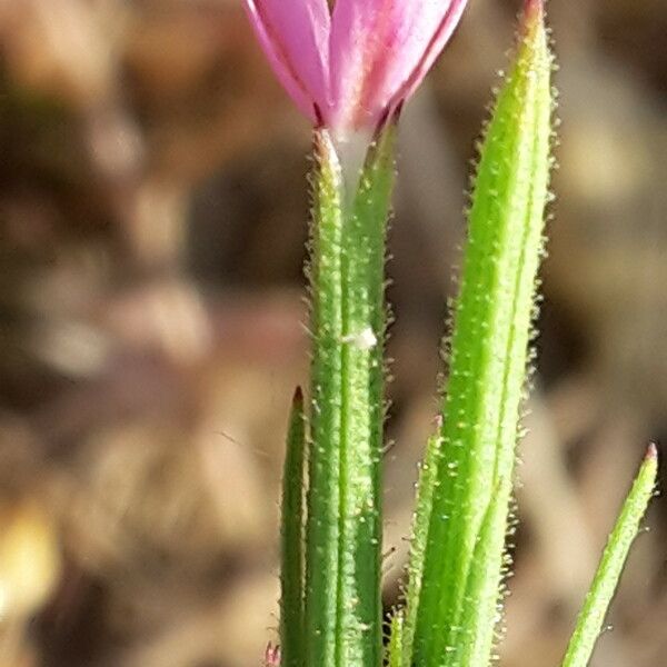 Dianthus nudiflorus Blüte