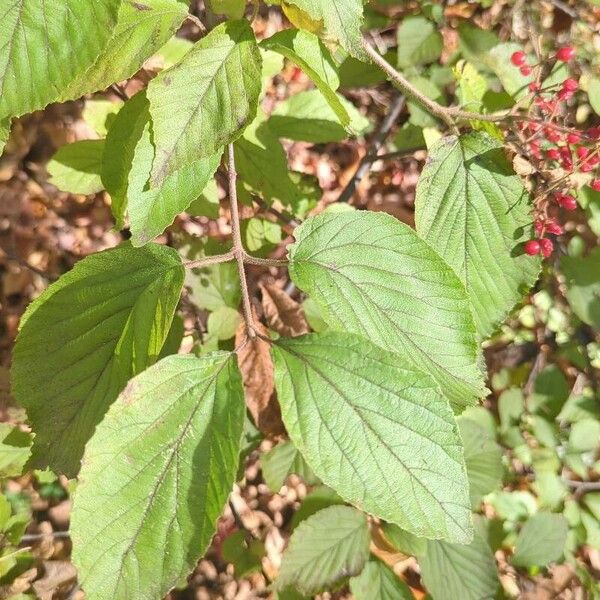 Viburnum dilatatum Foglia