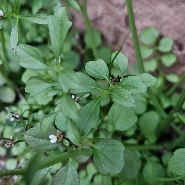 Cardamine hirsuta 葉