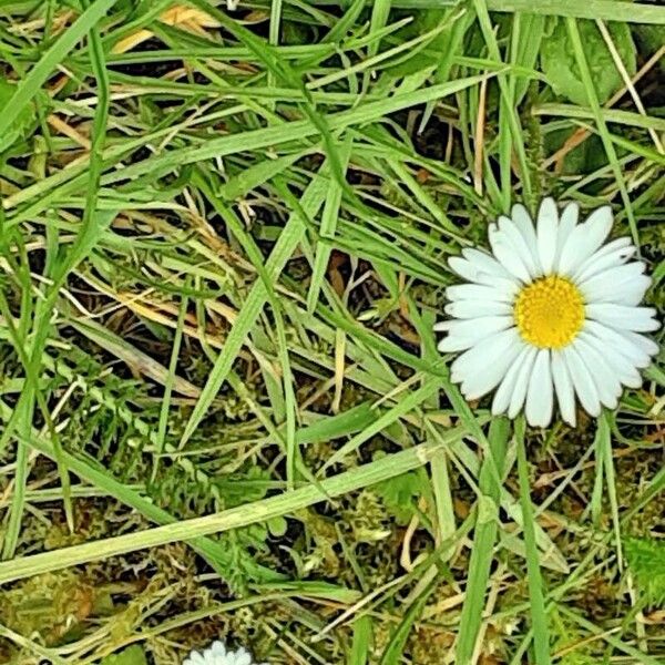 Bellis annua Flower