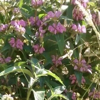 Phlomis herba-venti Blodyn