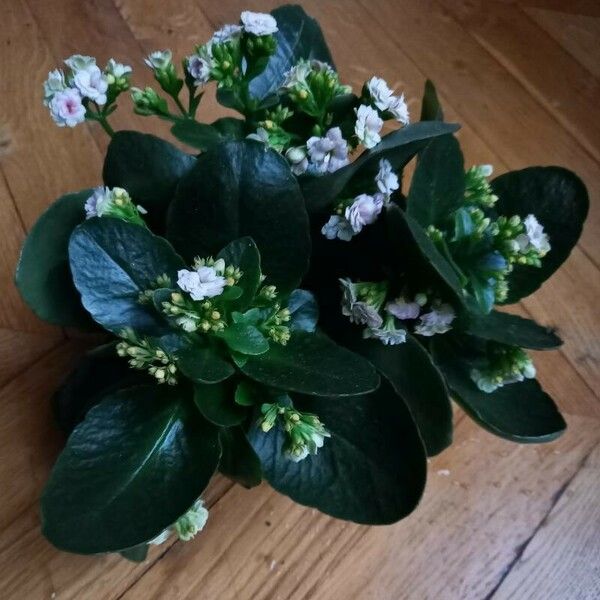 Kalanchoe blossfeldiana ശീലം