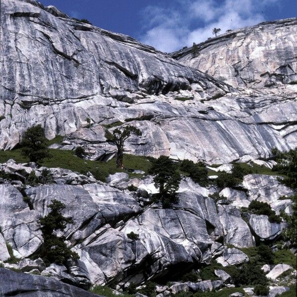 Juniperus occidentalis Характер