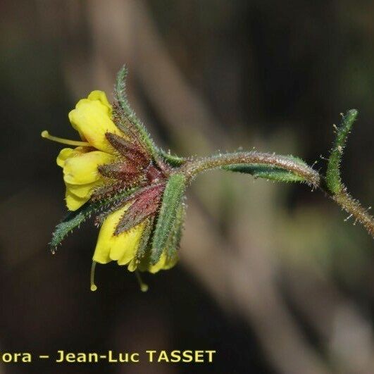 Odontites viscosus Flower