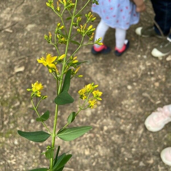 Hypericum punctatum Květ