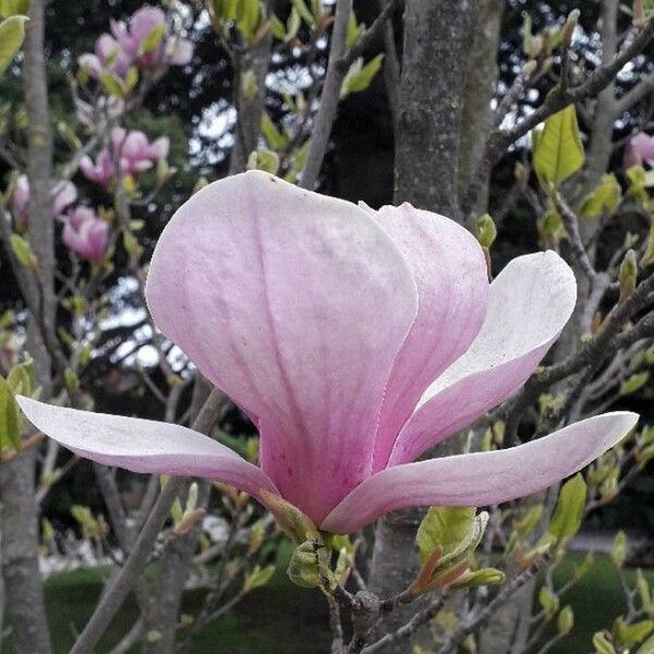 Magnolia × soulangeana Flower