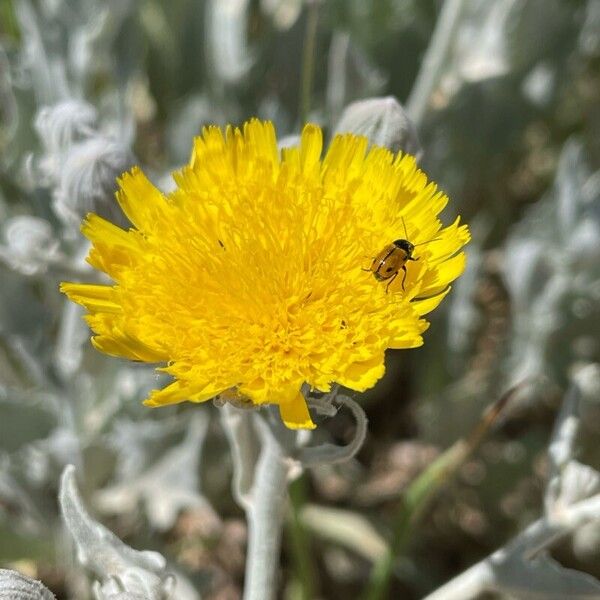 Andryala ragusina Flor