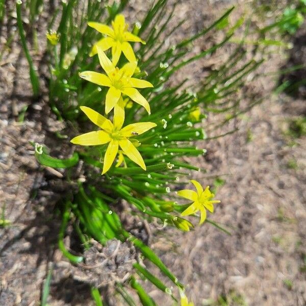 Gagea fragifera Blomst