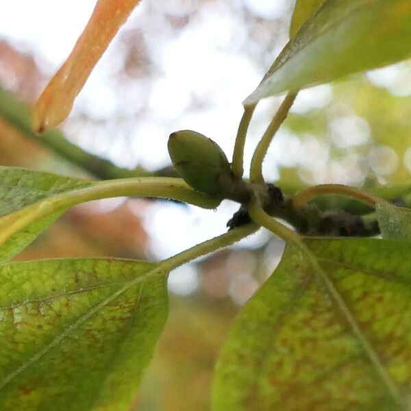 Sassafras albidum Leaf