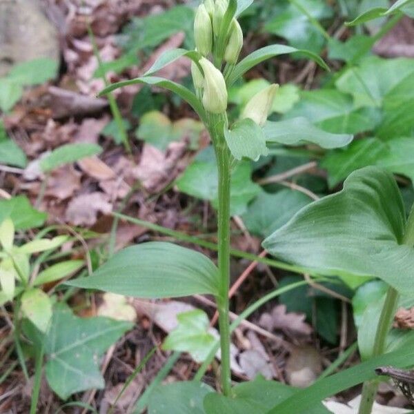 Cephalanthera damasonium Virág