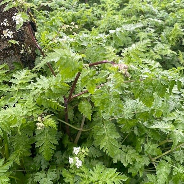 Anthriscus cerefolium Plante entière